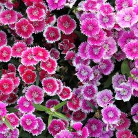 Indoor-farming-flowers-ornamentals